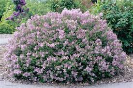 SYRINGA MEY DWF KOREAN LILAC #7