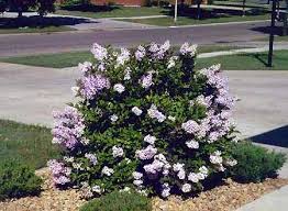 SYRINGA PAT MISS KIM LILAC #2