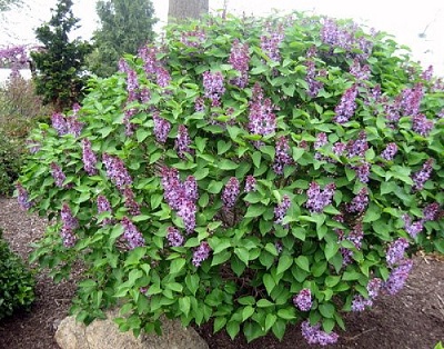 SYRINGA VUL PRAIRIE PETITE #2