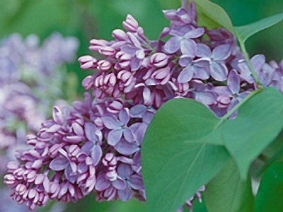 SYRINGA VUL COMMON PURPLE #2
