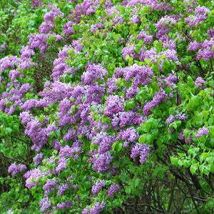 SYRINGA VUL COMMON PURPLE #5