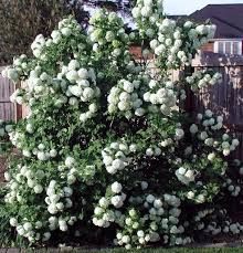 SYRINGA ALBA COMMON WHITE #5