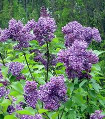 SYRINGA VUL ALBERT HOLDEN #5