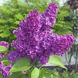 SYRINGA VUL CHARLES JOLY #5