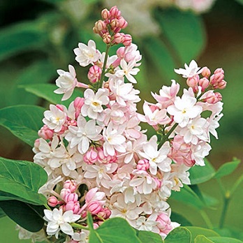SYRINGA BEAUTY OF MOSCOW #5