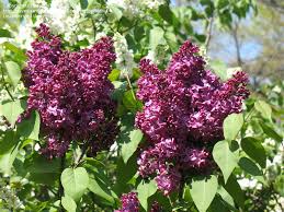 SYRINGA VUL MONGE #5