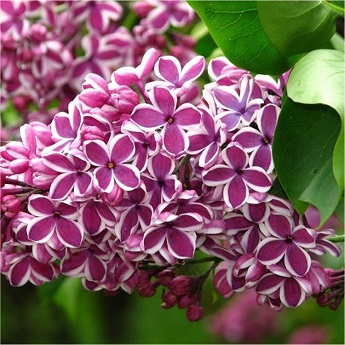 SYRINGA VUL SENSATION #5 STG25