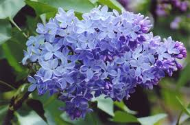 SYRINGA VUL WEDGEWOOD BLUE #5