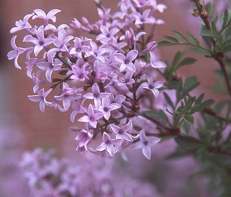 SYRINGA X BABY KIM #2 PW
