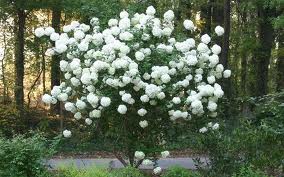 VIBUR OPU COMMON SNOWBALL #5