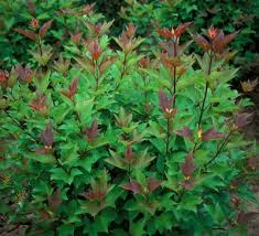 VIBURNUM TRI REDWING #5