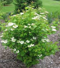VIBURNUM TRI WENTWORTH #5