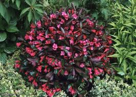WEIGELA FLO WINE & ROSES #2 PW