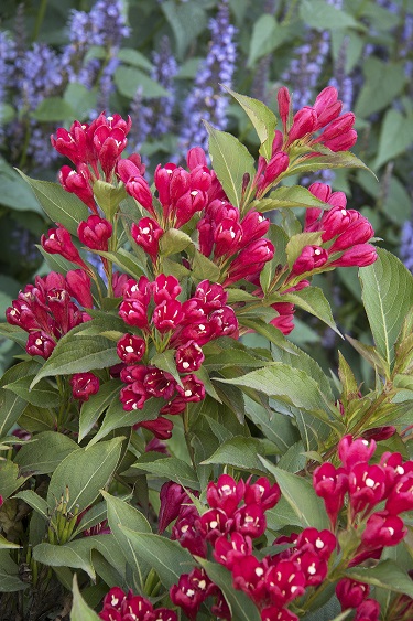 WEIGELA CRIMSON KISSES #2 MON