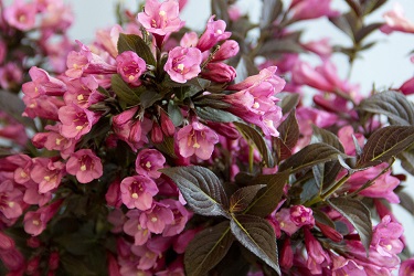 WEIGELA STUNNER #2 BE 1.10