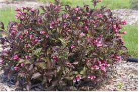 WEIGELA FLO MINUET #2