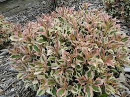 WEIGELA FLO MY MONET #2 PW