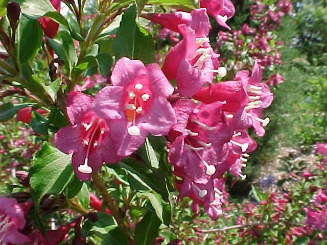 WEIGELA SHINING SENSATION #2 FE