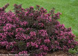 WEIGELA FLO SPILLED WINE #3 PW