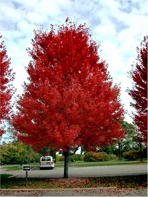 ACER FRE AUTUMN BLAZE #15