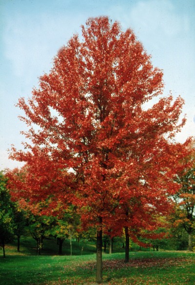 ACER FRE AUTUMN BLAZE 3.5"BB
