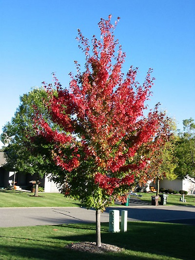 ACER FRE FIREFALL #25