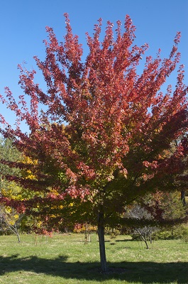 ACER FRE FIREFALL 2"BB