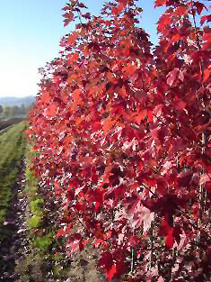ACER FRE MATADOR #10 FE