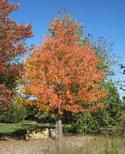 ACER FRE SIENNA GLEN 2.5"BB