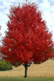 ACER GIN FLAME AMUR 2"BB