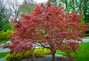 ACER PAL SHERWOOD FLAME #6