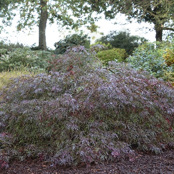 ACER PAL VELVET VIKING #5