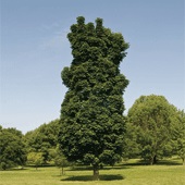 ACER PLA COLUMNAR MAPLE 2.5"BB