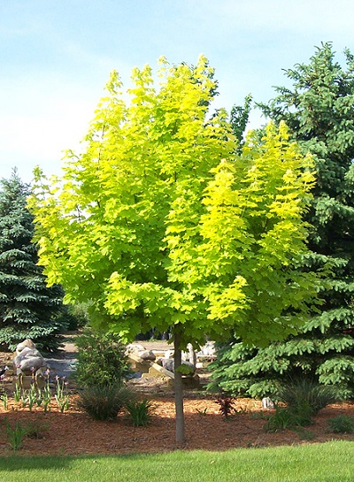 ACER PLA PRINCETON GOLD #20