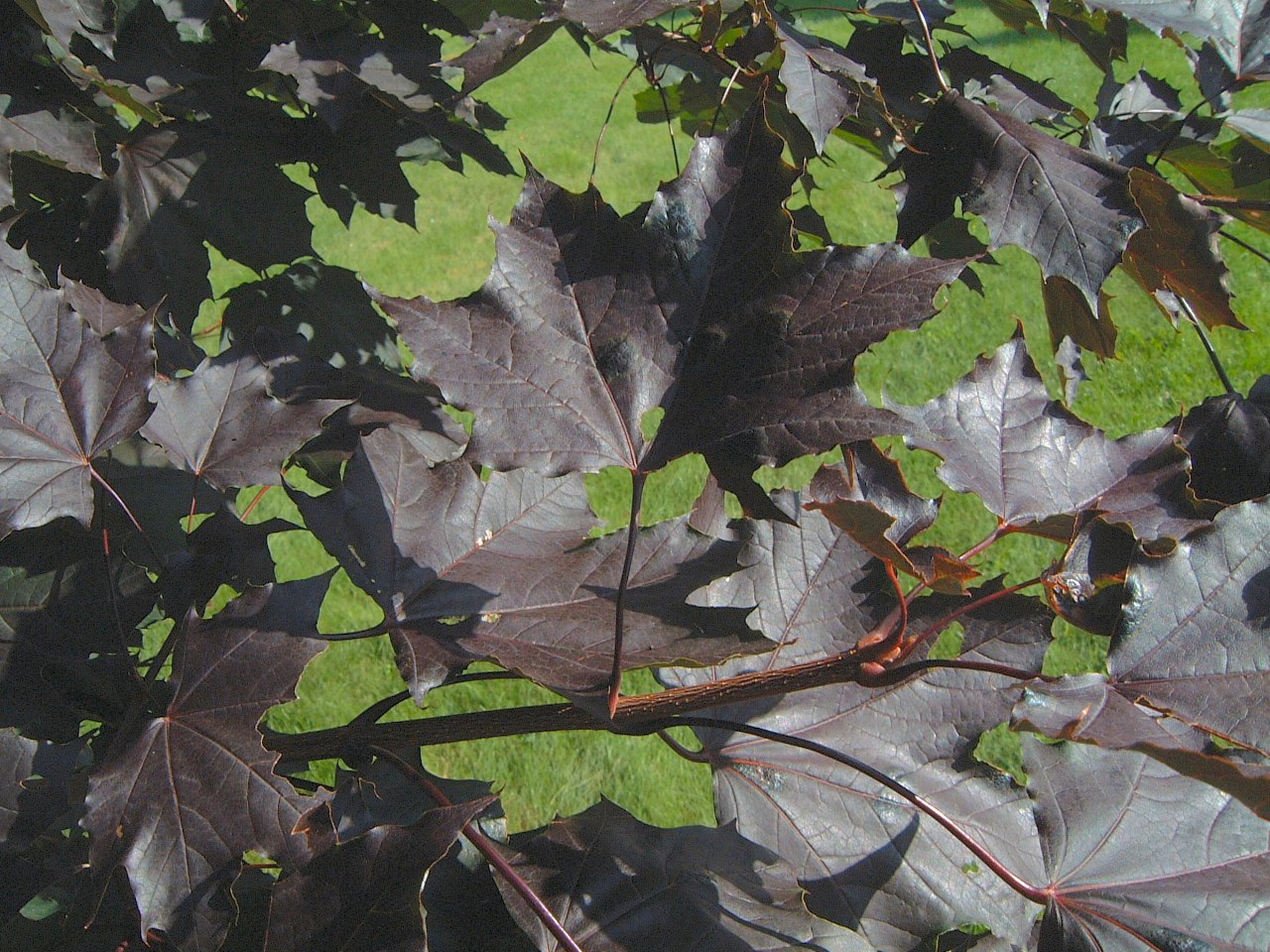 ACER PLA ROYAL RED MAPLE #10