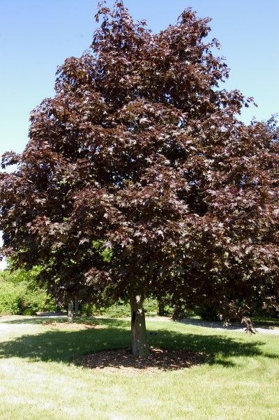 ACER PLA ROYAL RED MAPLE #20