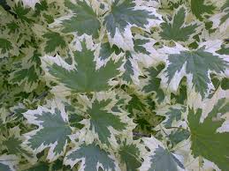 ACER PLA VARIEGATED MAPLE #20