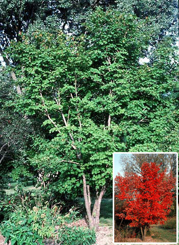 ACER PSE KOREAN MAPLE #20 CLP