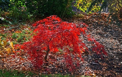ACER X PSE ARCTIC JADE #15 TF
