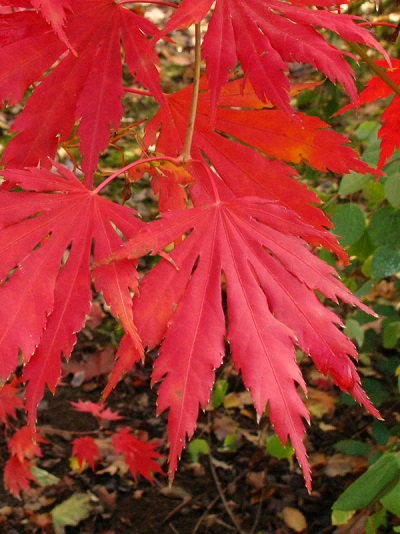 ACER X PSE NORTH WIND #3