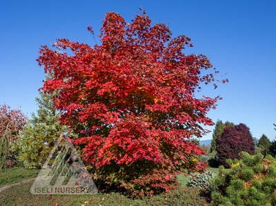 ACER X PSE NORTH WIND #7