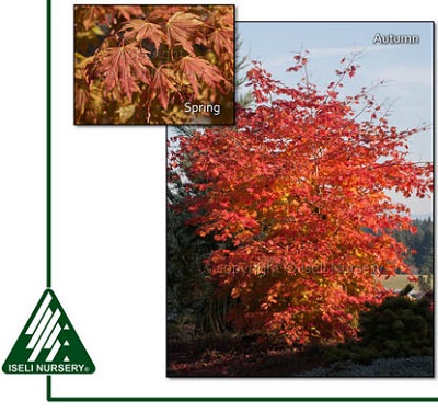ACER X PSE NORTH WIND #15 TF