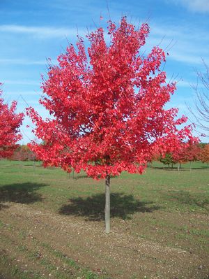 ACER RUB ARMSTRONG GOLD #20