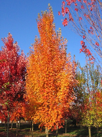 ACER RUB ARMSTRONG GOLD 2"BB