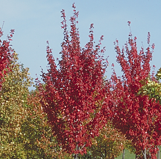 ACER RUB BRANDYWINE 2"BB