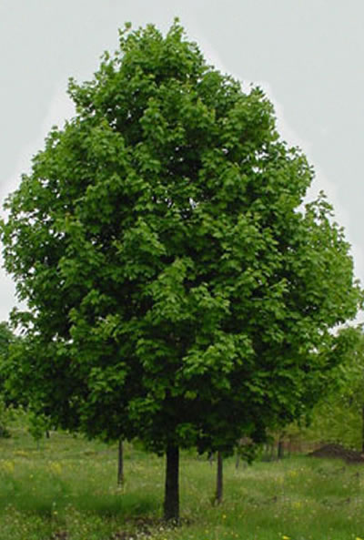 ACER RUB NORTHWOOD #20