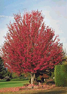 ACER RUB NORTHWOOD 2.5"BB