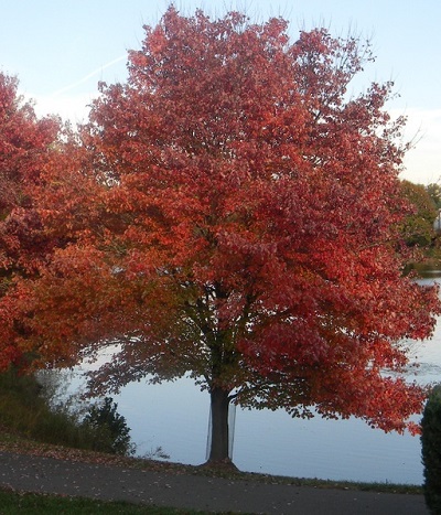 ACER RUB NORTHWOOD 3"BB