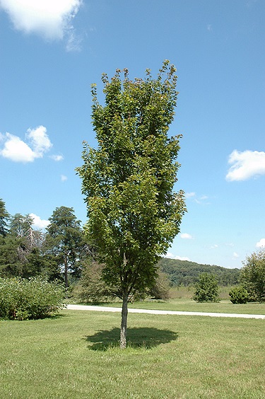 ACER RUB RED ROCKET #10