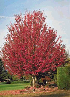 ACER RUB RED SUNSET 3"BB